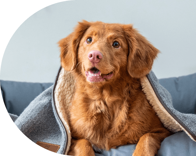 Pet Boarding Near Me 75751 Syler Veterinary Clinic
